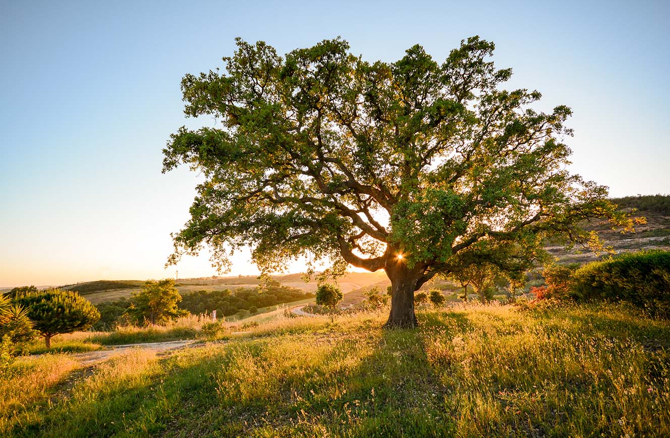 Fly Drive Pousadas Rondreis Alentejo Afbeelding